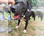 Small #3 Labrador Retriever-Staffordshire Bull Terrier Mix
