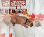 Small Photo #6 Golden Retriever Puppy For Sale in ESCONDIDO, CA, USA