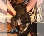 Puppy Quincy Shorkie Tzu