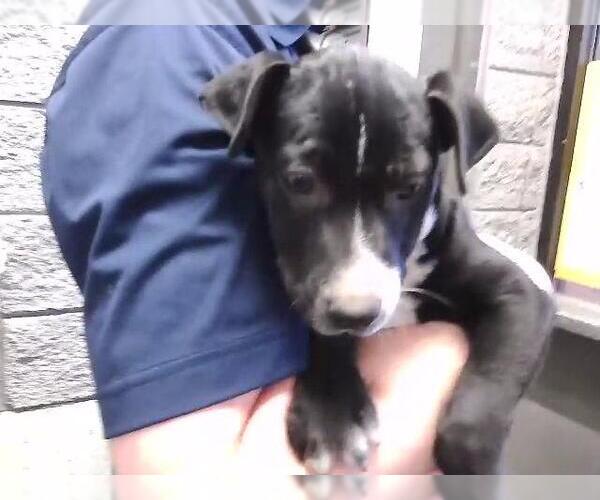 Medium Photo #1 Mutt Puppy For Sale in Tulsa, OK, USA