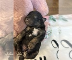 Puppy Lilly YorkiePoo