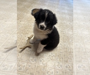 Australian Shepherd Puppy for sale in BIG RAPIDS, MI, USA