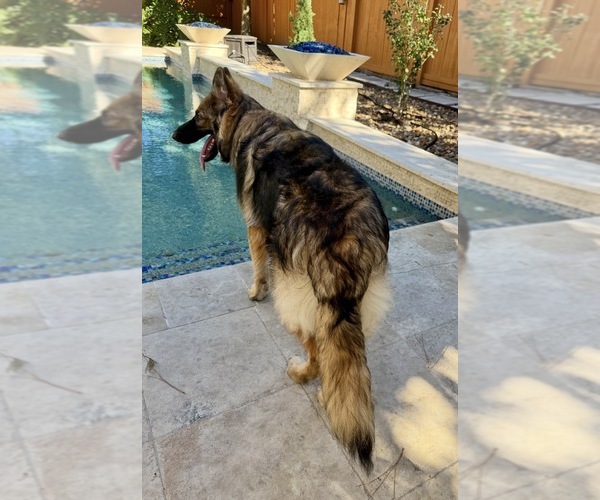 Medium Photo #3 German Shepherd Dog Puppy For Sale in SPRING, TX, USA