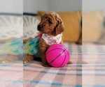 Puppy 1 Goldendoodle