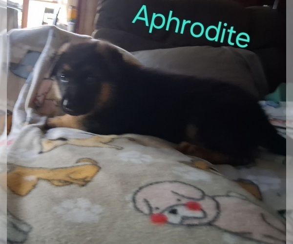 Medium Photo #5 German Shepherd Dog Puppy For Sale in WARSAW, IN, USA