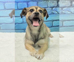 Shih Apso Dogs for adoption in Wetumpka, AL, USA