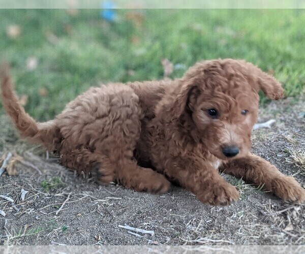 Medium Photo #3 Goldendoodle Puppy For Sale in CHINA LAKE, CA, USA