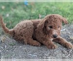 Small Photo #3 Goldendoodle Puppy For Sale in CHINA LAKE, CA, USA