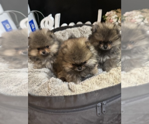 Medium Photo #1 Pomeranian Puppy For Sale in CHULA VISTA, CA, USA
