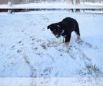 Puppy Daisy Australian Shepherd