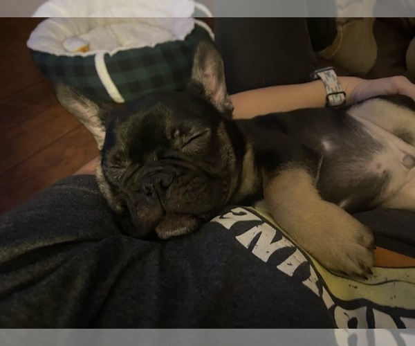 Medium Photo #4 French Bulldog Puppy For Sale in BUFORD, GA, USA