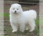 Small Photo #3 Samoyed Puppy For Sale in BAXTER, TN, USA