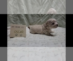 Puppy Oscar Maltipoo (Miniature)