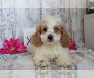 Cocker Spaniel-Poodle (Miniature) Mix Puppy for sale in SHILOH, OH, USA