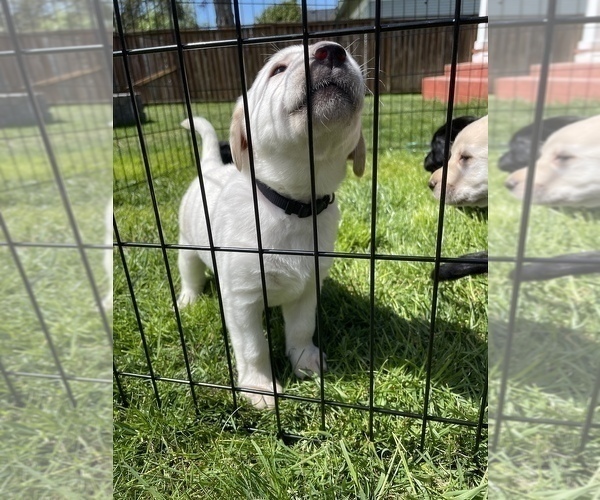 Medium Photo #5 Labrador Retriever Puppy For Sale in TACOMA, WA, USA