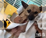 Small #1 Chihuahua Mix