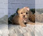 Small #1 Maltipoo