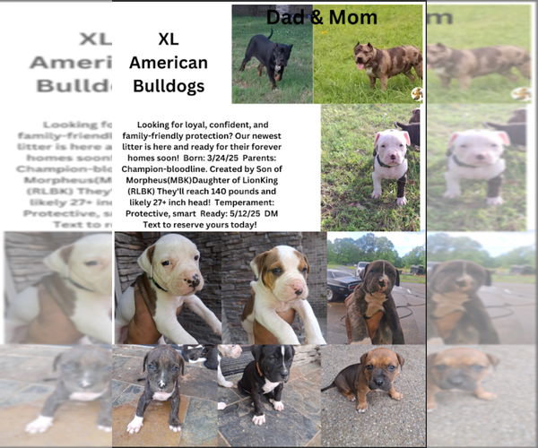 Medium Photo #3 American Bully Puppy For Sale in AURORA, CO, USA