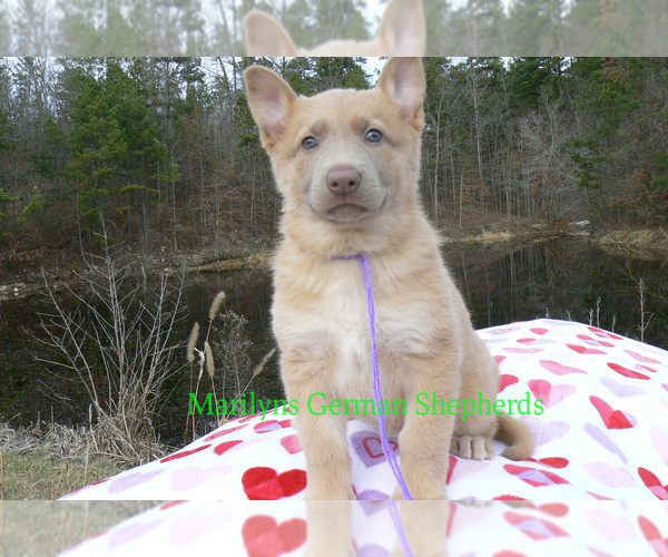 Medium Photo #2 German Shepherd Dog Puppy For Sale in PIEDMONT, MO, USA