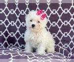 Small Photo #18 Maltipoo Puppy For Sale in LAKELAND, FL, USA