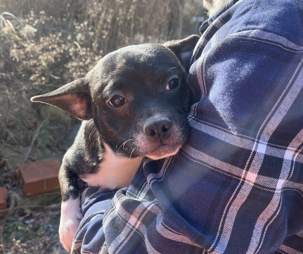 Medium Photo #18 French Bullhuahua Puppy For Sale in SPRAGGS, PA, USA