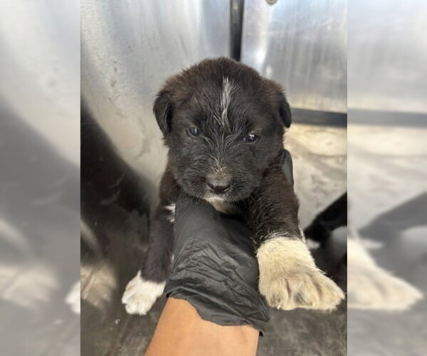 Medium Photo #2 Mutt Puppy For Sale in Oak Bluffs, MA, USA