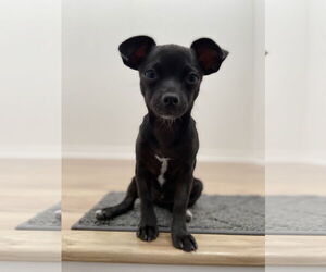 Chihuahua-Unknown Mix Dogs for adoption in Davis, CA, USA