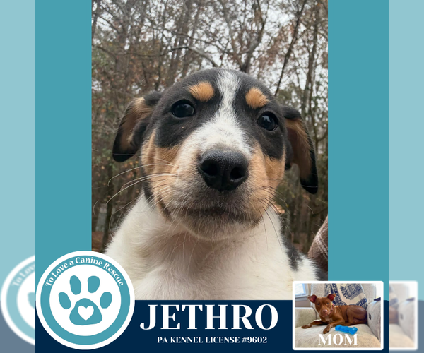 Medium Photo #3 Mutt Puppy For Sale in Kimberton, PA, USA