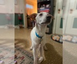 Small #1 Labrador Retriever Mix