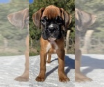 Image preview for Ad Listing. Nickname: AKC Art