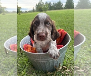 English Springer Spaniel Puppy for sale in MILAN, GA, USA