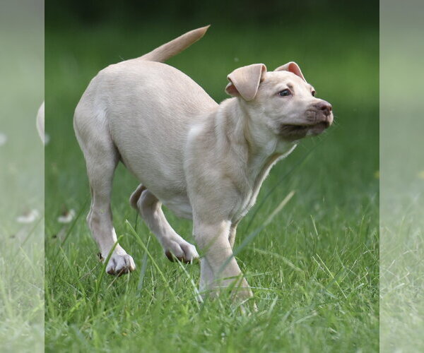 Medium Photo #12 Labrador Retriever Puppy For Sale in Mechanicsburg, PA, USA