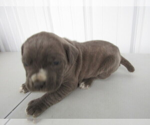 Cane Corso Puppy for sale in BLACKLICK, OH, USA