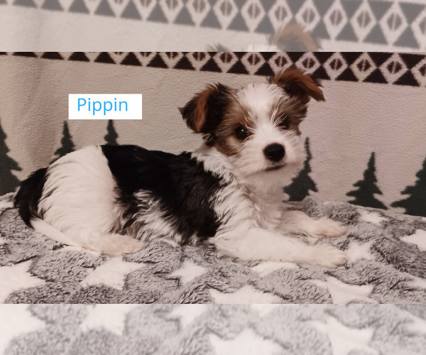 Medium Photo #1 Biewer Yorkie Puppy For Sale in GRANBURY, TX, USA