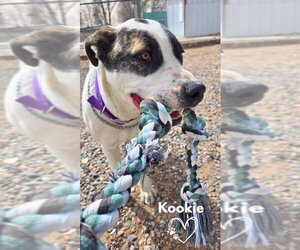 Boxer-Unknown Mix Dogs for adoption in Monte Vista, CO, USA