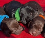 Small Photo #4 Boykin Spaniel-Goldendoodle Mix Puppy For Sale in MORGANTON, NC, USA