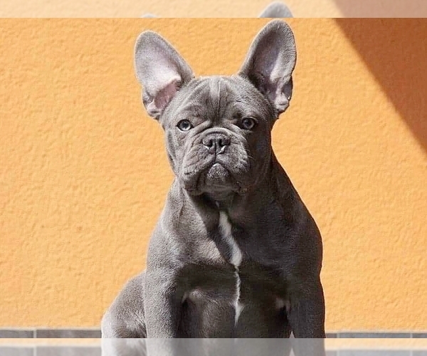 Medium Photo #1 French Bulldog Puppy For Sale in BOSTON, MA, USA
