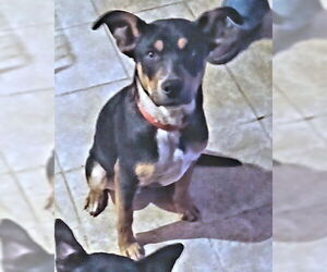 Batman - Male - Mix Dog for Adoption - Photo #4