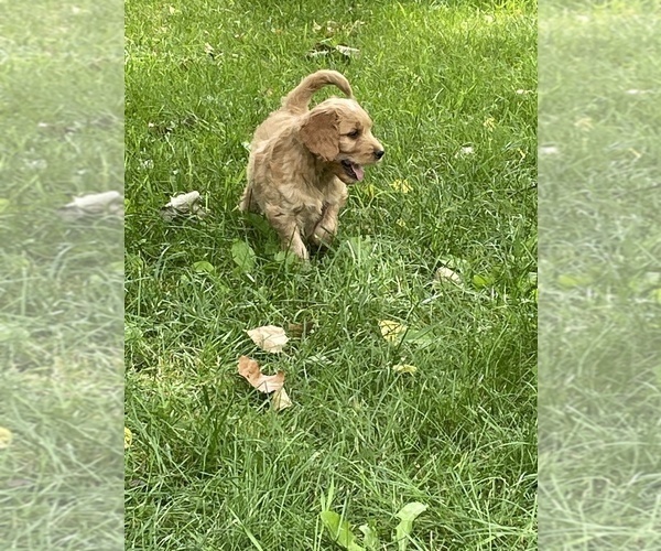 Medium Photo #22 Goldendoodle Puppy For Sale in EATON RAPIDS, MI, USA