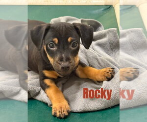 Mutt Dogs for adoption in South Bend, IN, USA