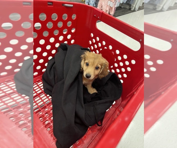 Medium Photo #4 Dachshund Puppy For Sale in LOS ANGELES, CA, USA