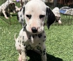 Puppy Puppy 8 Dalmatian