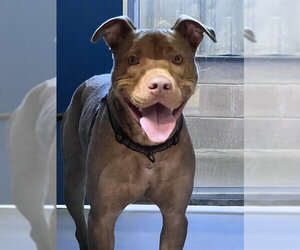 Mutt Dogs for adoption in Alameda, CA, USA