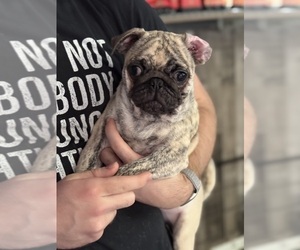 Pug Puppy for sale in PALM COAST, FL, USA