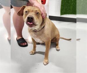 American Pit Bull Terrier-Labrador Retriever Mix Dogs for adoption in Temple, TX, USA