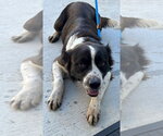 26-370 Jasper - Male Border Collie Dog for Adoption - Small photo