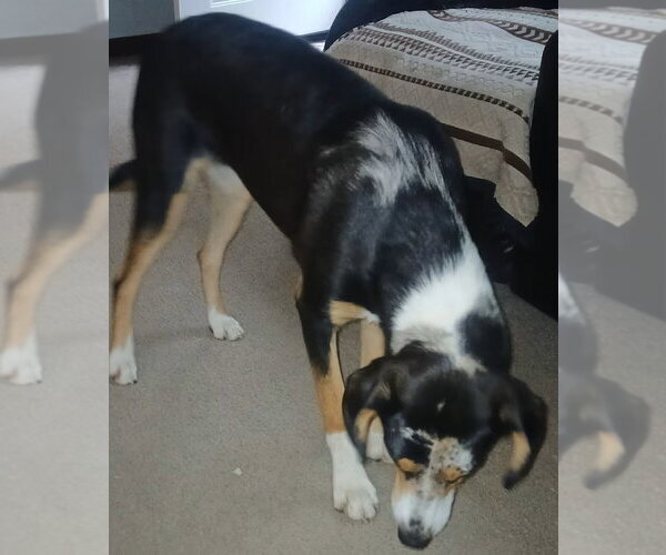 Medium Photo #2 Coonhound-Unknown Mix Puppy For Sale in Monterey, VA, USA