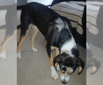 Small #1 Coonhound Mix