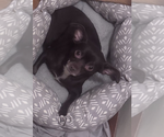 Small Chihuahua Mix
