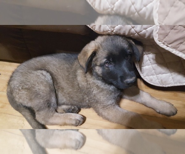 Medium Photo #17 Malinois Puppy For Sale in ORCHARDS, WA, USA
